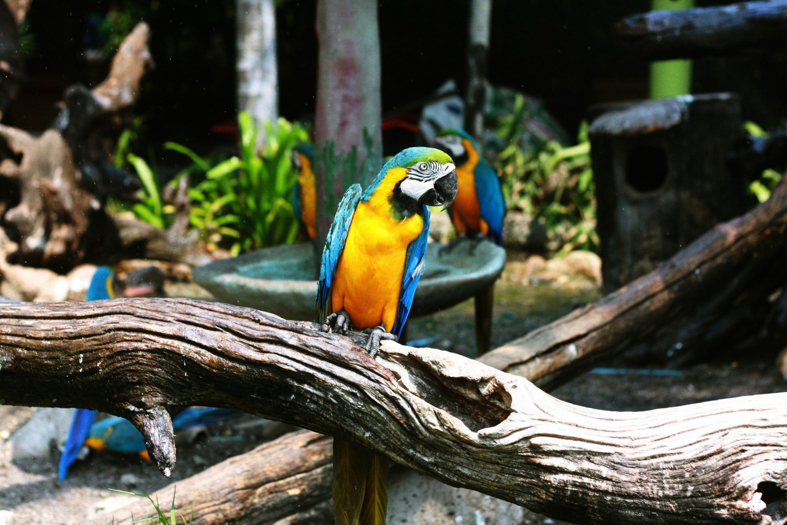 Zoológico de Barranquilla